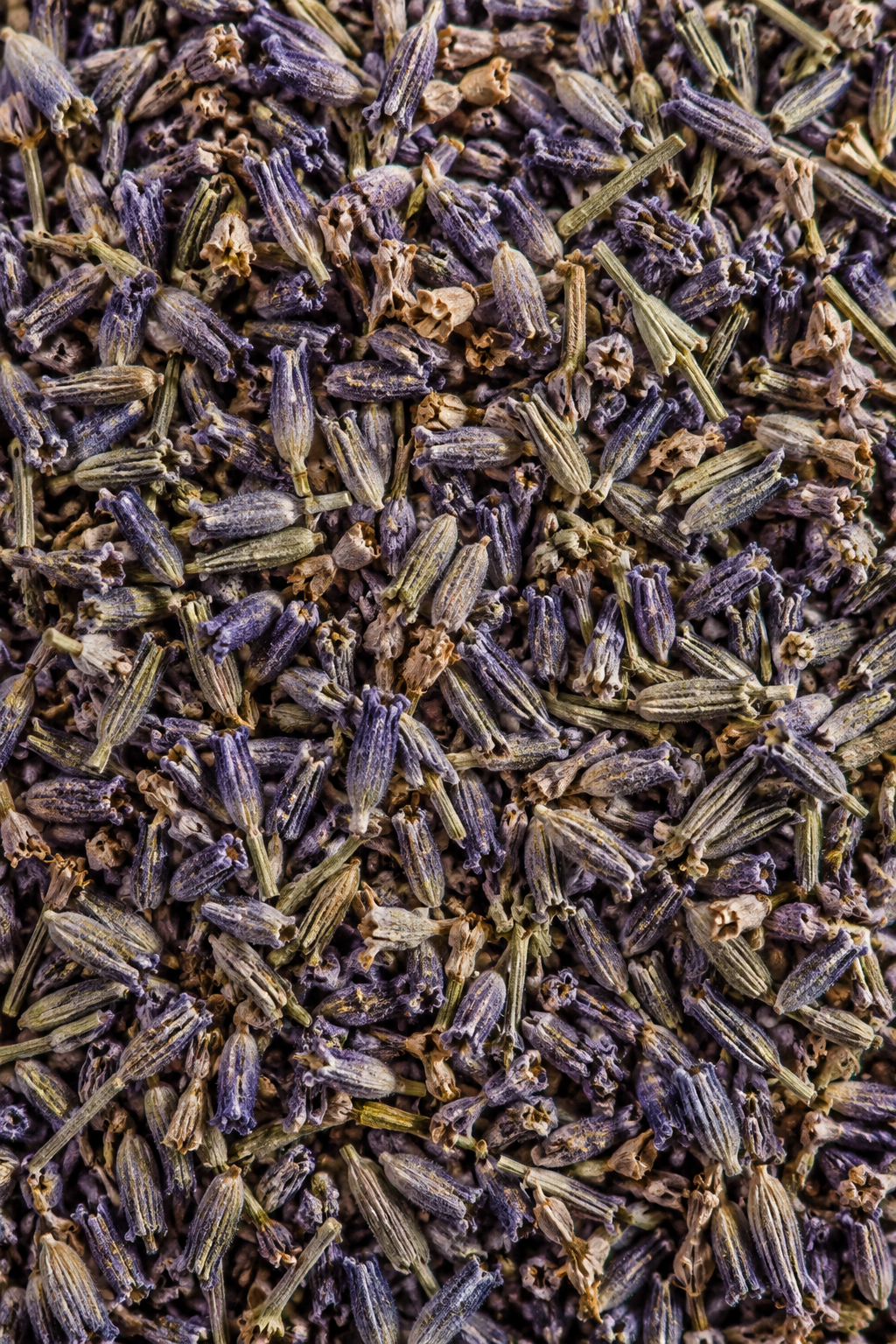 Atlas Lavender