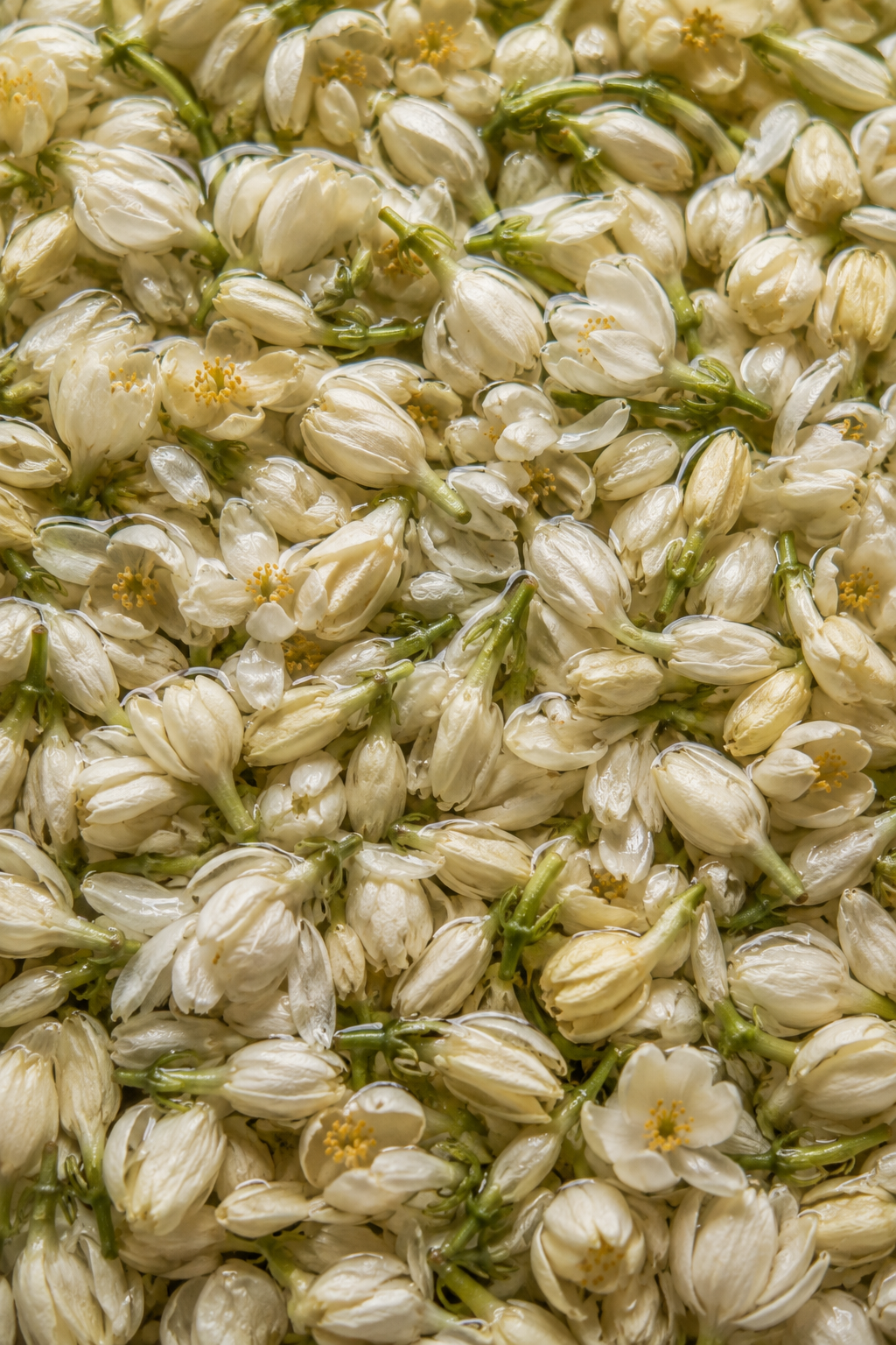 Fès Orange Blossom